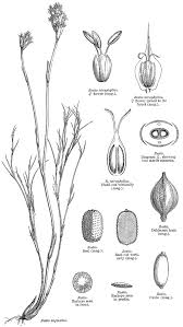 Image result for Platycaulos