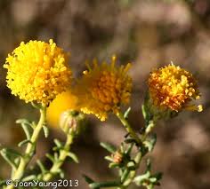 Image result for Pentzia incana