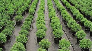 Maybe you would like to learn more about one of these? Garden Armor