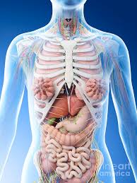 Thingiverse is a universe of things. Female Upper Body Anatomy Photograph By Sebastian Kaulitzki Science Photo Library