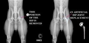 Surgical hip dislocation and many more surgical approaches described step by step with text and illustrations. Hip Surgery In Your Dog Or Cat