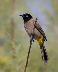 foto ahmet cetin arap bulbulu turkiye hayvanlar kus araba