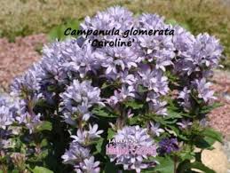Campanula Glomerata Caroline Campanule En Bouquets Clustered Bellflower Jardins Michel Corbeil Bellflower Campanula Bouquet