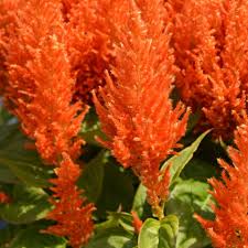 Image result for Celosia schweinfurthiana