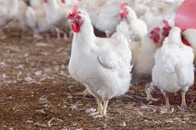 Es la primera vez que el virus h5n8, aún no diagnosticado en humanos, surge en europa. Risco De Disseminacao De Influenza Aviaria H5n8 A Humanos E Considerado Baixo Afirma Oms