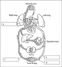 biology basics pulmonary circulation dummies