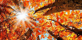 | meaning, pronunciation, translations and examples. Why Do The British Say Autumn Instead Of Fall The Fact Site