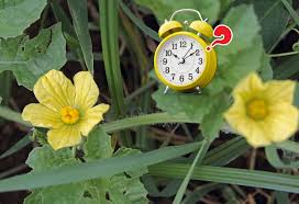 Image result for Fadogia tomentosa