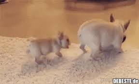 Dienstag bilder lustig lustige babybilder lustige tierbilder süße tiere. Nun Mach Schon Lustige Tiervideos Lustige Bilder Von Tieren Lustige Bilder