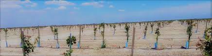 The jumpstart® vine grow tubes offer: Grow Tube Shelters For Vines Orchard Trees Blue X Grow Tubes