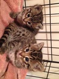 Browse our kitten's available page for photos of the new at exotic cattery, we strive to assist clients in choosing the kitten whose personality and characteristics will live up to their expectations. Cats For Sale With Free Delivery Worldwide