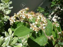 And opposite, simple leaves that green up much earlier than surrounding native vegetation. Parney S Cotoneaster Cotoneaster Lacteus Evergreen Shrub With Leaves Dark Green Above White Beneath White Clusters Of Flowers And Red Berries Stock Photo Picture And Royalty Free Image Image 30317643