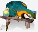 Pictures of 2 parrots talking like humans do windows <?=substr(md5('https://encrypted-tbn0.gstatic.com/images?q=tbn:ANd9GcQ_Qz3WCvCl3-xAMihzfMTNQrs9THX86jx1SKXToSid-gE0gg3hyI6OAho'), 0, 7); ?>