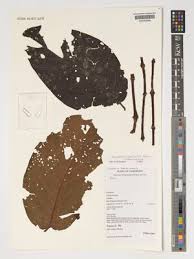 Image result for Vangueriopsis lanciflora