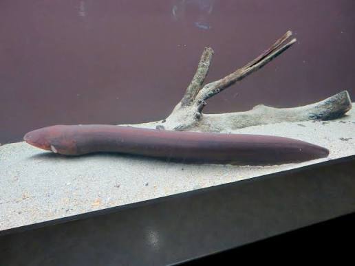Vari's Electric Eel (Electrophorus varii) · iNaturalist