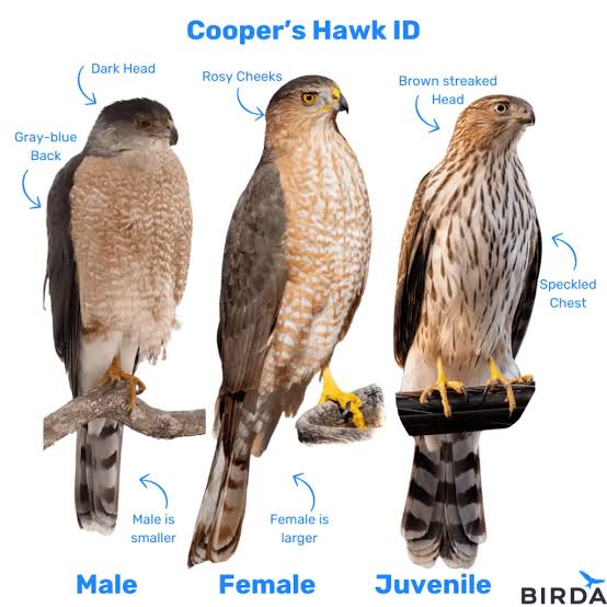 Cooper's Hawk Identification | Birda