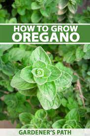 How To Plant And Grow Oregano Gardener S Path