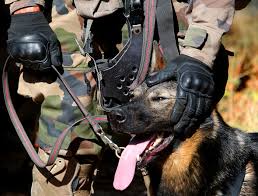 Une Armee Qui A Du Chien