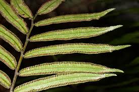 Image result for Ptisana