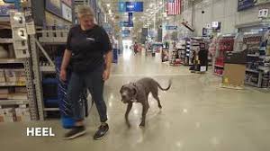 We truly enjoy the english mastiff and great dane breeds. Tqdomogdklhtqm