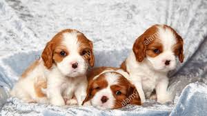 Browse 6,361 cavalier king charles spaniel stock photos and images available, or search for cavalier king charles spaniel puppy to find more great stock photos and pictures. So Cute Cavalier King Charles Spaniel Puppies Funny Dogs Compilation Youtube