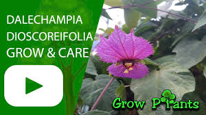 Image result for Dalechampia capensis