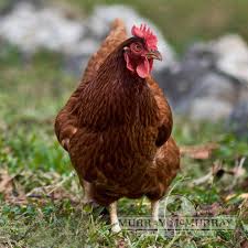 What is the personality of a rhode island red chicken? Murray Mcmurray Hatchery Rhode Island Red