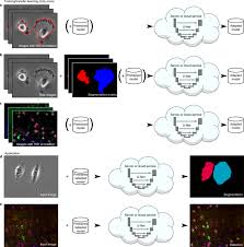 The developer is deploying various fixes to the game, including various issues related to its characters and weaponry. U Net Deep Learning For Cell Counting Detection And Morphometry Nature Methods