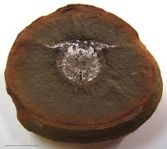 Image result for Cyphia mazoensis