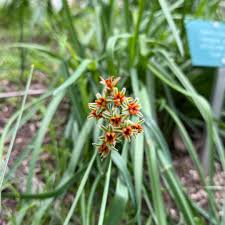 Image result for Tulbaghia alliacea