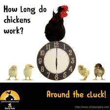 How Long Do Chickens Work Around The Cluck Funny Jokes For Kids Cute Jokes Jokes