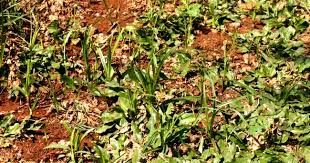 Rumput gajah mini berwarna hijau pekat, bentuk daun daun keriting di tepinya dengan panjang 5 sampai 10 cm. Cara Membasmi Gulma Pada Rumput Taman Gajah Mini Dan Jepang Tahun 2021 Rumput Taman Malang