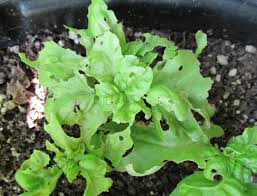 I was very happy to see the fresh leaves when suddenly something started eating them. What Pests Eat Basil 257279 Ask Extension