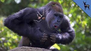 While only males engage in this behavior as adults, both male and female infants instinctively try it out. Why Do Gorillas Pound Their Chest Youtube