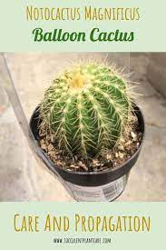 This technique will ensure that you're seen a balloon every five minutes. Notocactus Magnificus Parodia Manifica Balloon Cactus Care Succulent Plant Care
