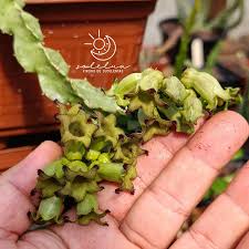 Image result for Huernia verekeri