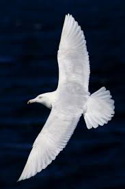 the white birds by william butler yeats sea birds white bird bird life list