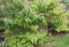 Image result for Clerodendrum toxicarium