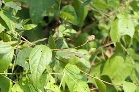 Image result for Azanza lampas