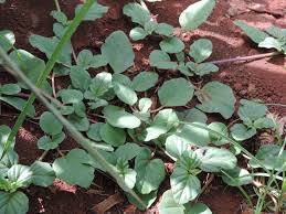 Image result for Boerhavia