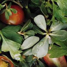 Great recipe for common purslane with chicken and rice. What To Do With Purslane Epicurious