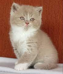 Avalon Island S British Shorthair Cattery Home Facebook
