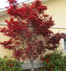Types Of Japanese Maples The Home Depot Community Japanese Maple Tree Red Maple Tree Japanese Maple Tree Varieties