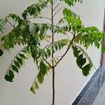 Image result for Clausena anisata