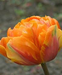 There is nothing better than a summer flower arrangement fashioned by our professional designers. Tulip Orange Princess Bulb Flowers Tulips Flowers Amazing Flowers