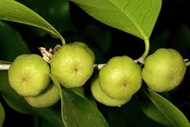 Image result for Heywoodia lucens