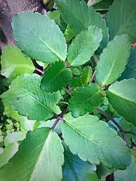 Image result for Bryophyllum pinnatum