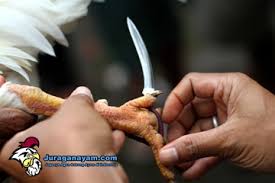 Cara mengikat taji ayam sabung hd. Cara Membuat Pisau Taji Untuk Sabung Ayam Pisau