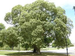 Image result for Quercus suber