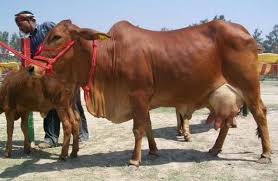 sahiwal cow with high milk fat content